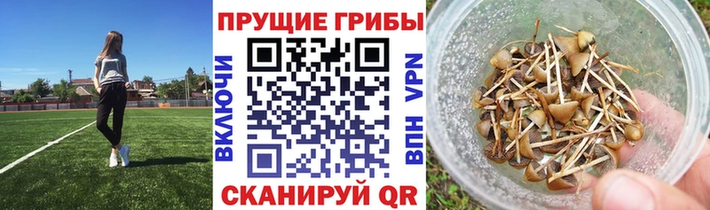 Галлюциногенные грибы мицелий Кингисепп